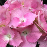 Hydrangea macrophylla 'Ursula' [Sz:100 mm]