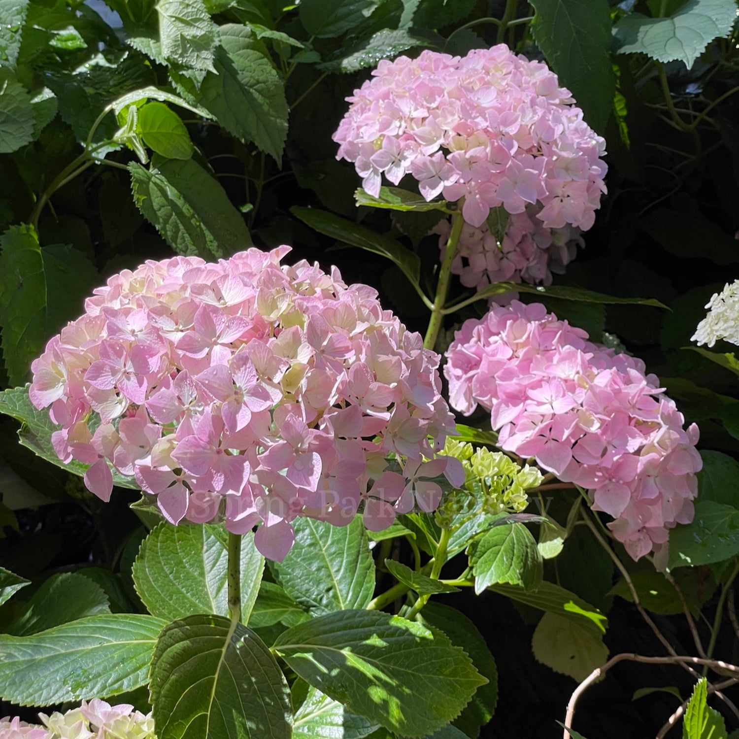 Link Hydrangea Hydrangea macrophylla 'Joseph Banks' – Spring Park Nursery