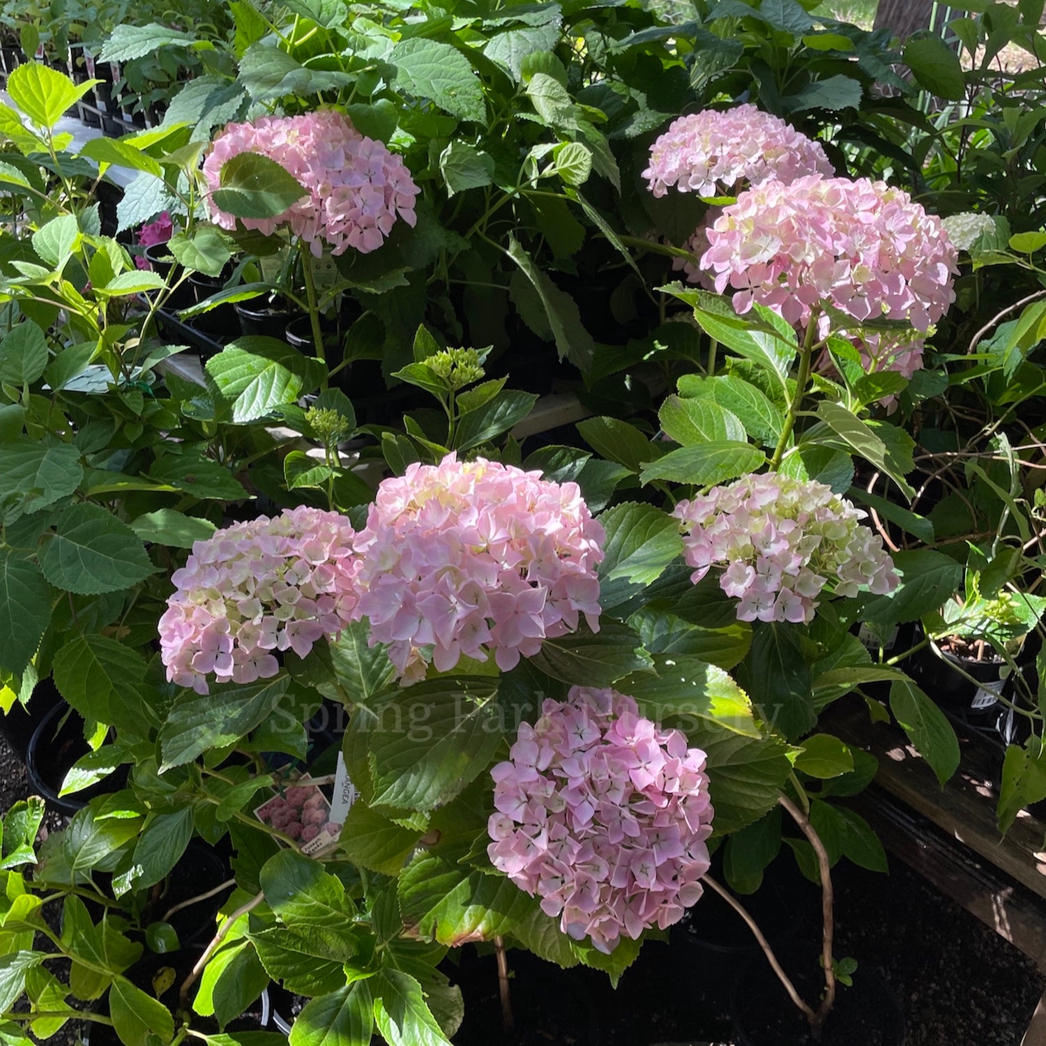 Hydrangea macrophylla 'Joseph Banks' [Sz:100 mm]