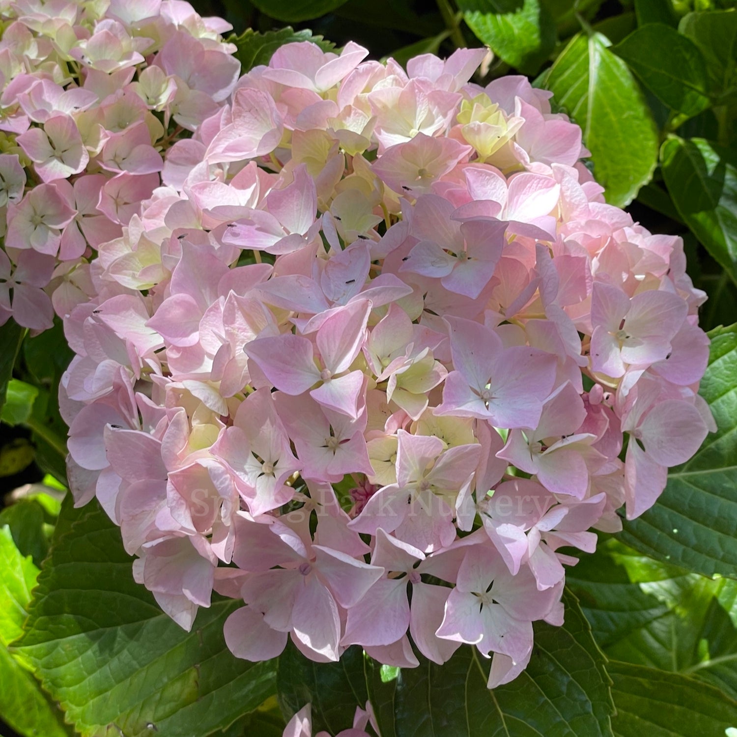 Hydrangea macrophylla 'Joseph Banks' [Sz:100 mm]