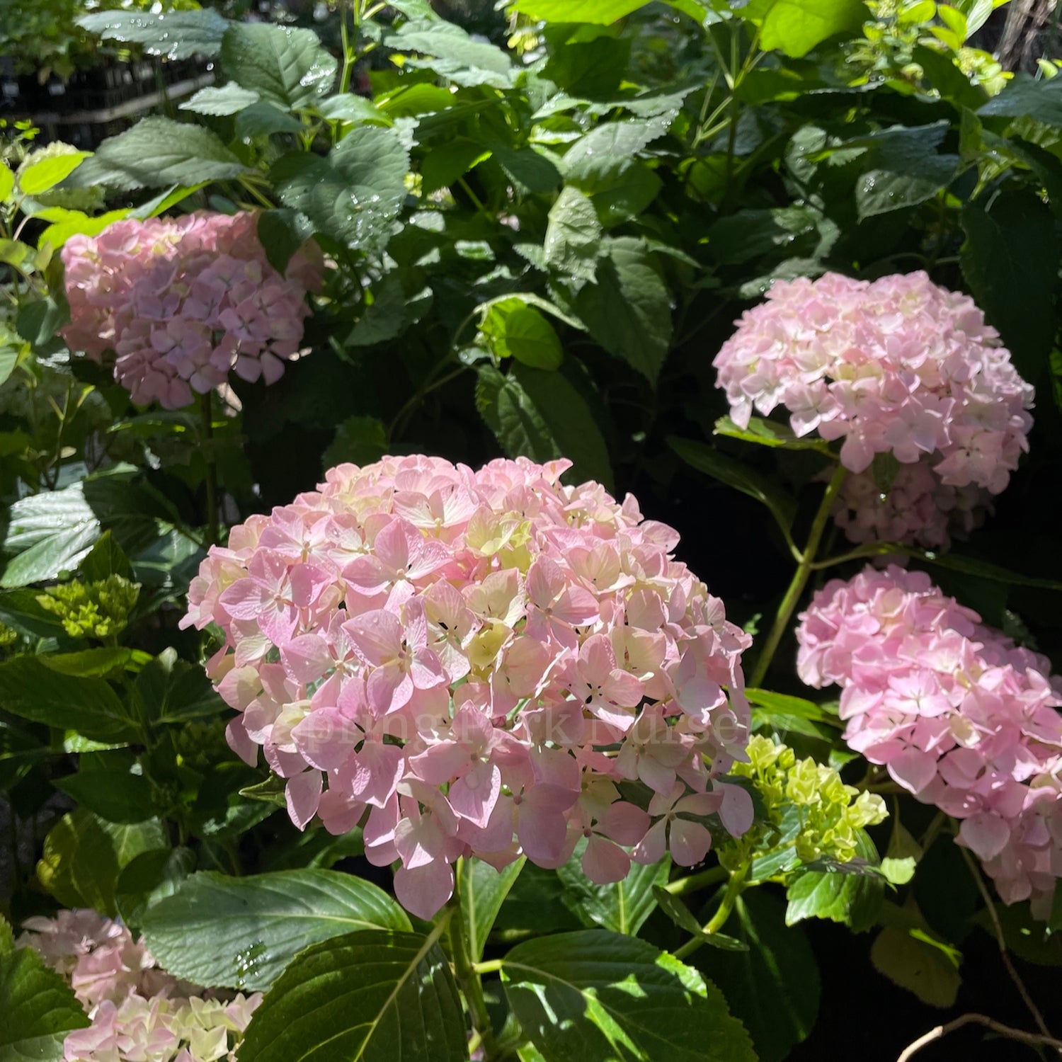 Hydrangea macrophylla 'Joseph Banks' [Sz:100 mm]