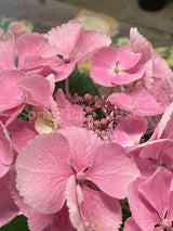 Hydrangea macrophylla 'Bläuling' [Sz:100 mm]