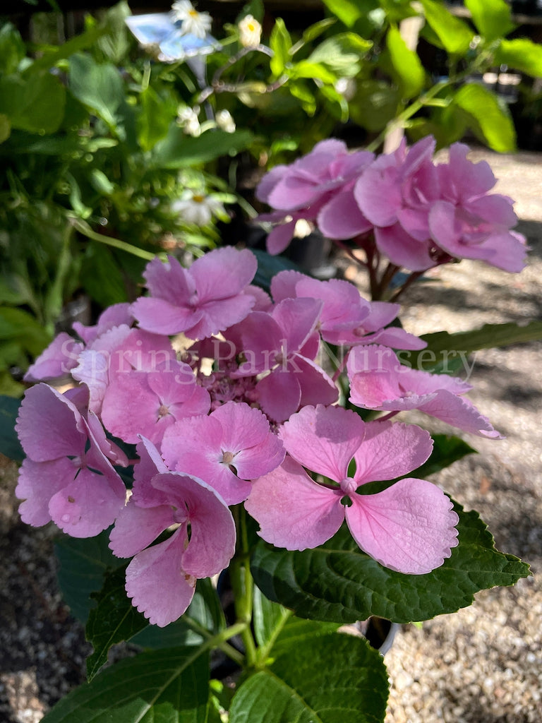 Hydrangea macrophylla 'Bläuling' [Sz:100 mm]