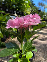 Hydrangea macrophylla 'Bläuling' [Sz:100 mm]