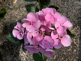 Hydrangea macrophylla 'Bläuling' [Sz:100 mm]