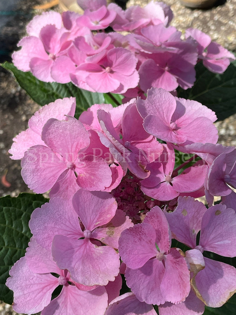 Hydrangea macrophylla 'Bläuling' [Sz:100 mm]