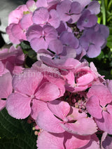 Hydrangea macrophylla 'Bläuling' [Sz:100 mm]