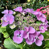 Hydrangea macrophylla 'Bläuling' [Sz:100 mm]