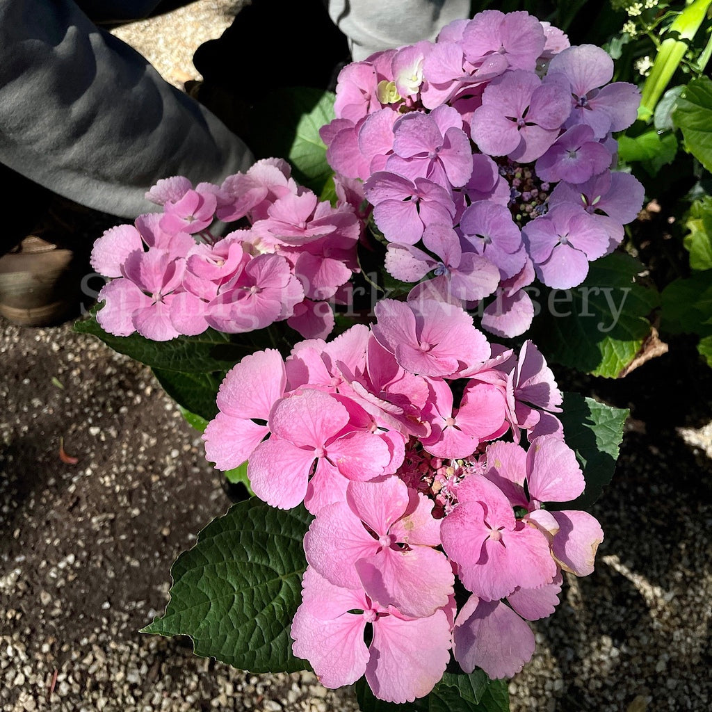 Hydrangea macrophylla 'Bläuling' [Sz:100 mm]