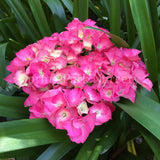 Hydrangea macrophylla 'Oregon Pride' [Sz:100 mm]