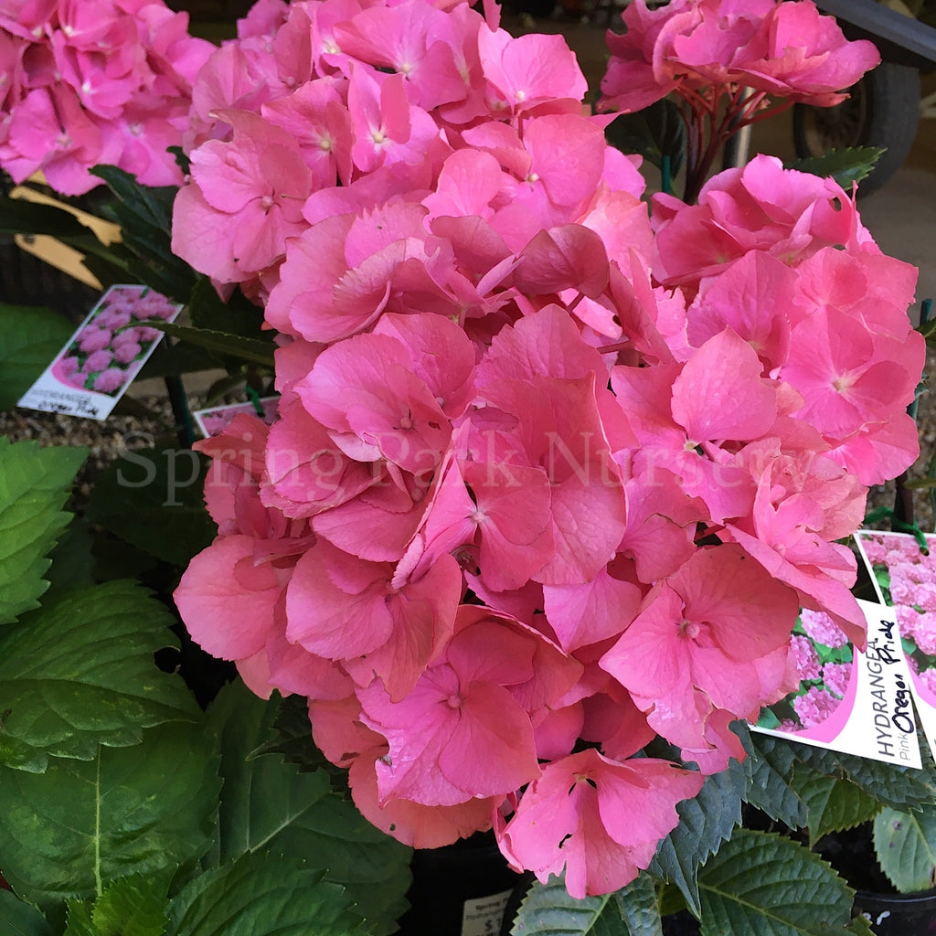 Link Hydrangea Hydrangea macrophylla 'Oregon Pride' – Spring Park Nursery