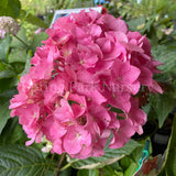 Hydrangea macrophylla 'Oregon Pride' [Sz:100 mm]