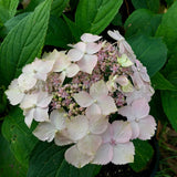 Hydrangea serrata 'Blue Deckle' [Sz:100 mm]