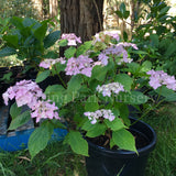 Hydrangea serrata 'Blue Deckle' [Sz:100 mm]