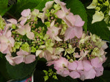 Hydrangea serrata 'Blue Deckle' [Sz:100 mm]