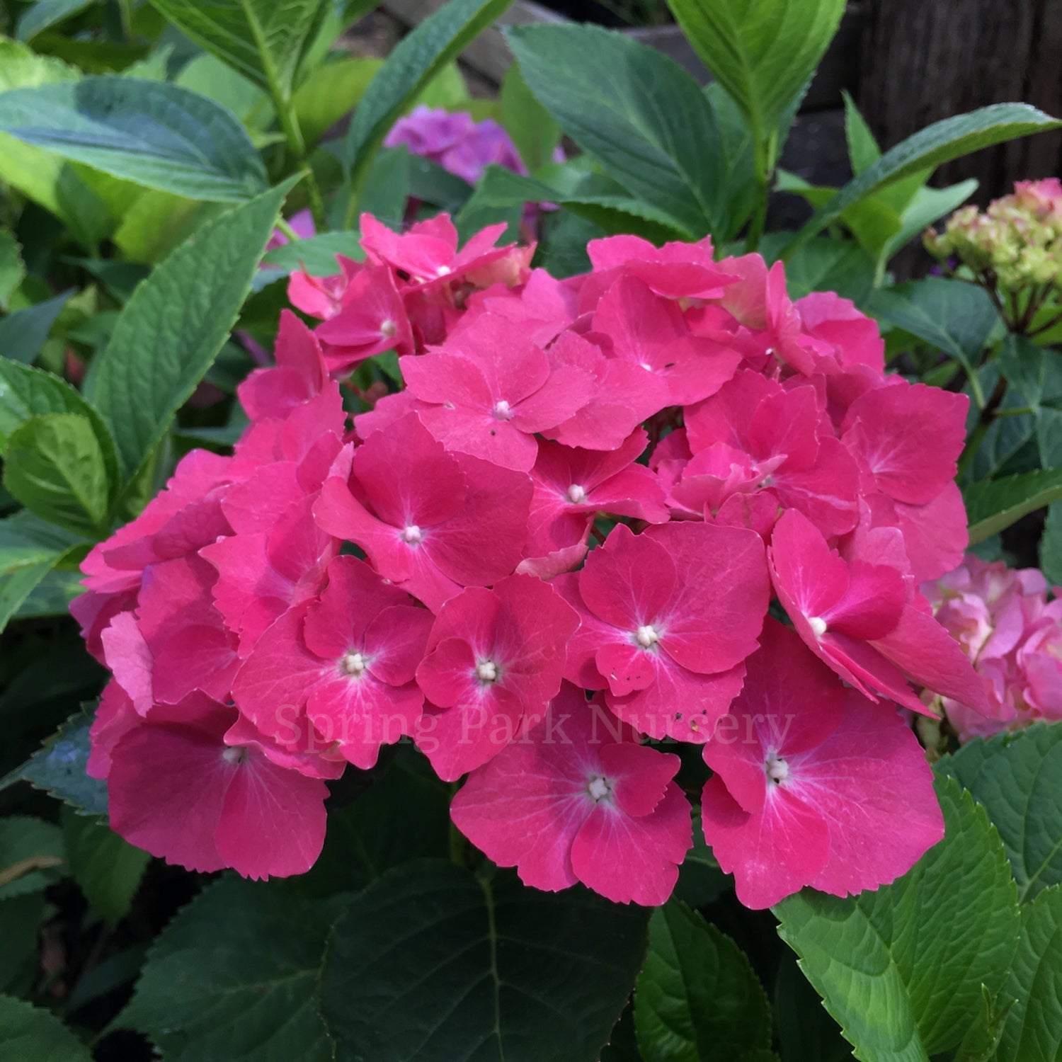 Hydrangea macrophylla 'Rubis' [Sz:100 mm]