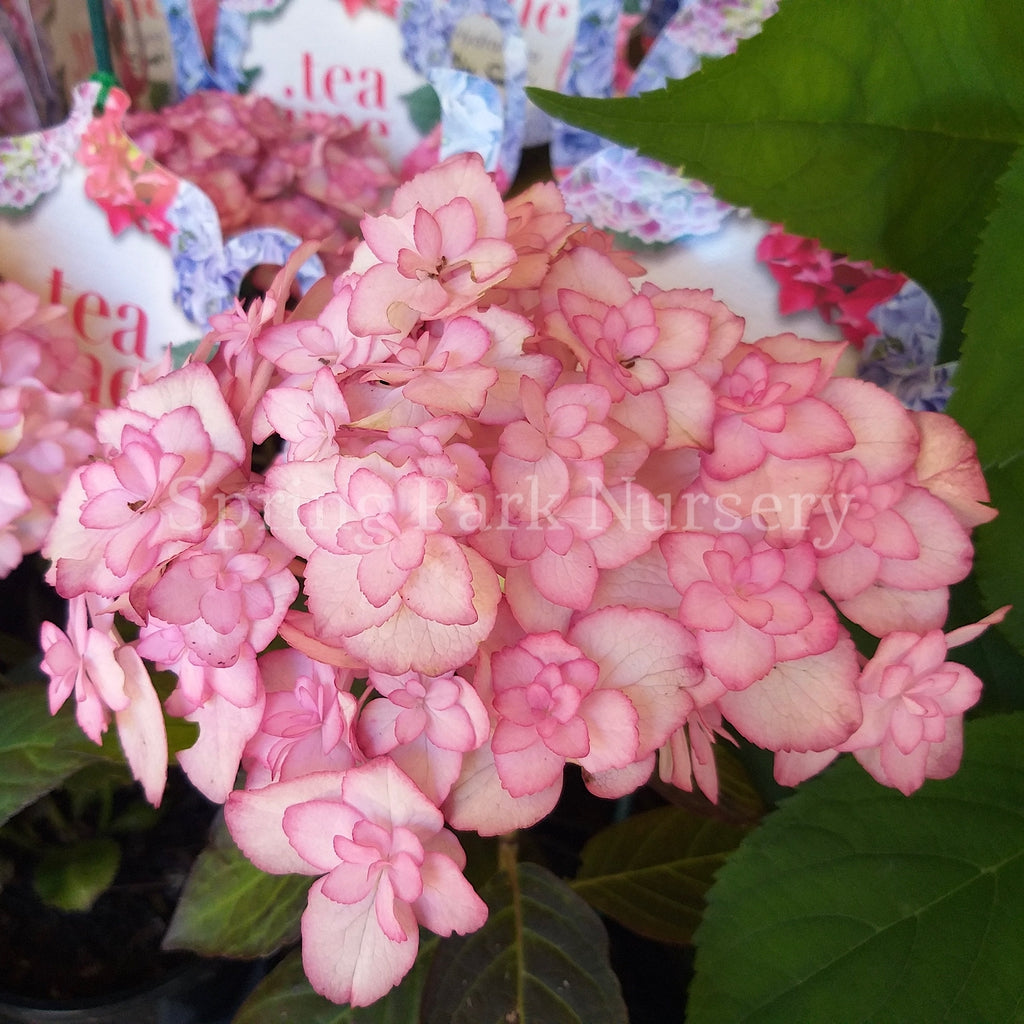 Hydrangea macrophylla Miss Saori [Sz:100 mm]