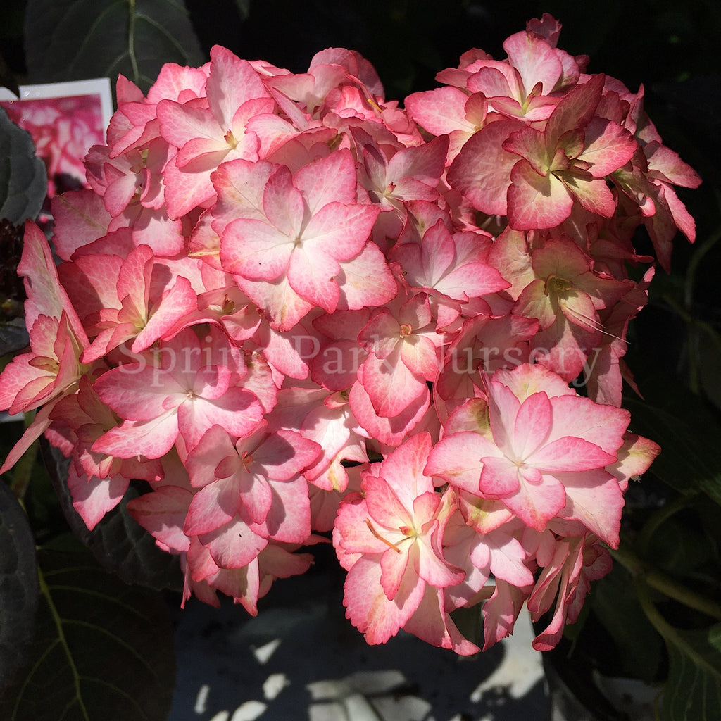 Hydrangea macrophylla Miss Saori [Sz:100 mm]