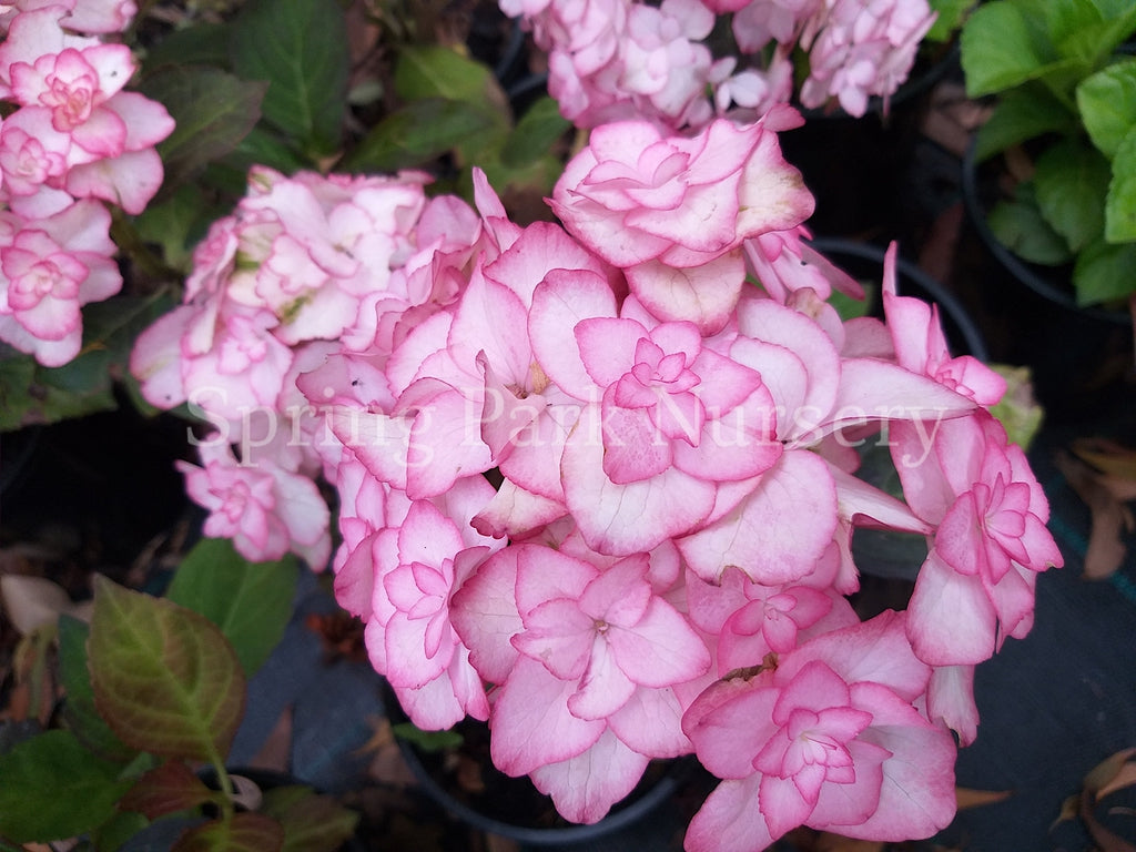 Hydrangea macrophylla Miss Saori [Sz:100 mm]