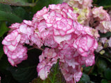 Hydrangea macrophylla Miss Saori [Sz:100 mm]