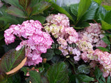 Hydrangea macrophylla Miss Saori [Sz:100 mm]