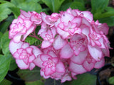 Hydrangea macrophylla Miss Saori [Sz:100 mm]