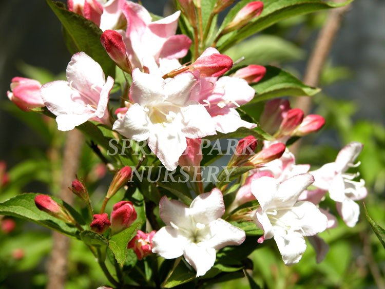 Weigela florida 'Rosea' [Sz:100 mm]