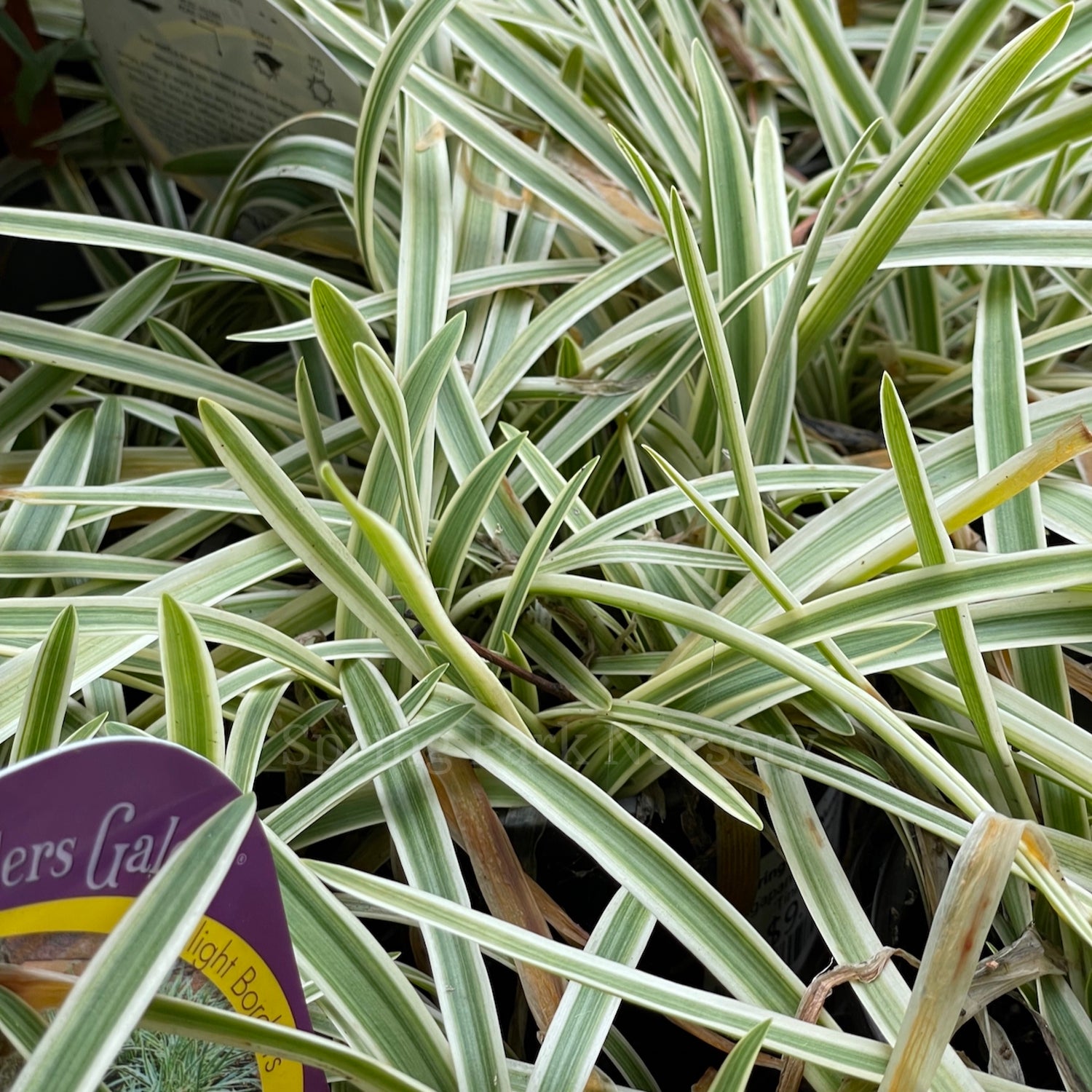 Agapanthus praecox 'Tinkerbell' [Sz:100 mm]