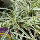 Agapanthus praecox 'Tinkerbell' [Sz:100 mm]