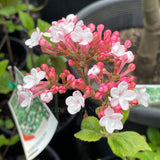 Viburnum carlesii [Sz:100 mm]