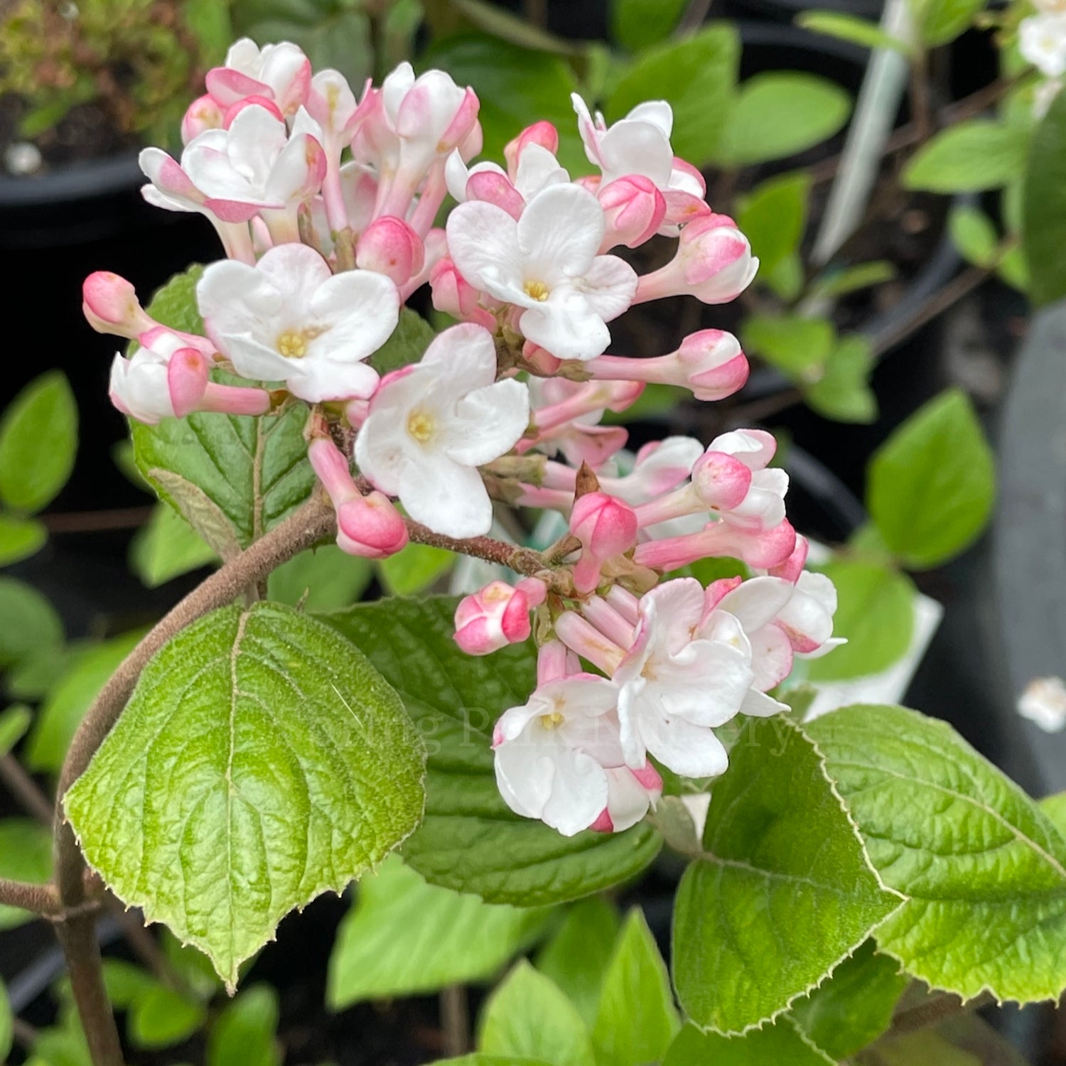 Viburnum carlesii [Sz:100 mm]