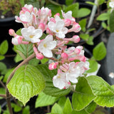 Viburnum carlesii [Sz:100 mm]