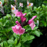 Salvia microphylla 'Angel Wings' [Sz:100 mm]