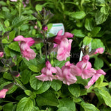 Salvia microphylla 'Angel Wings' [Sz:100 mm]