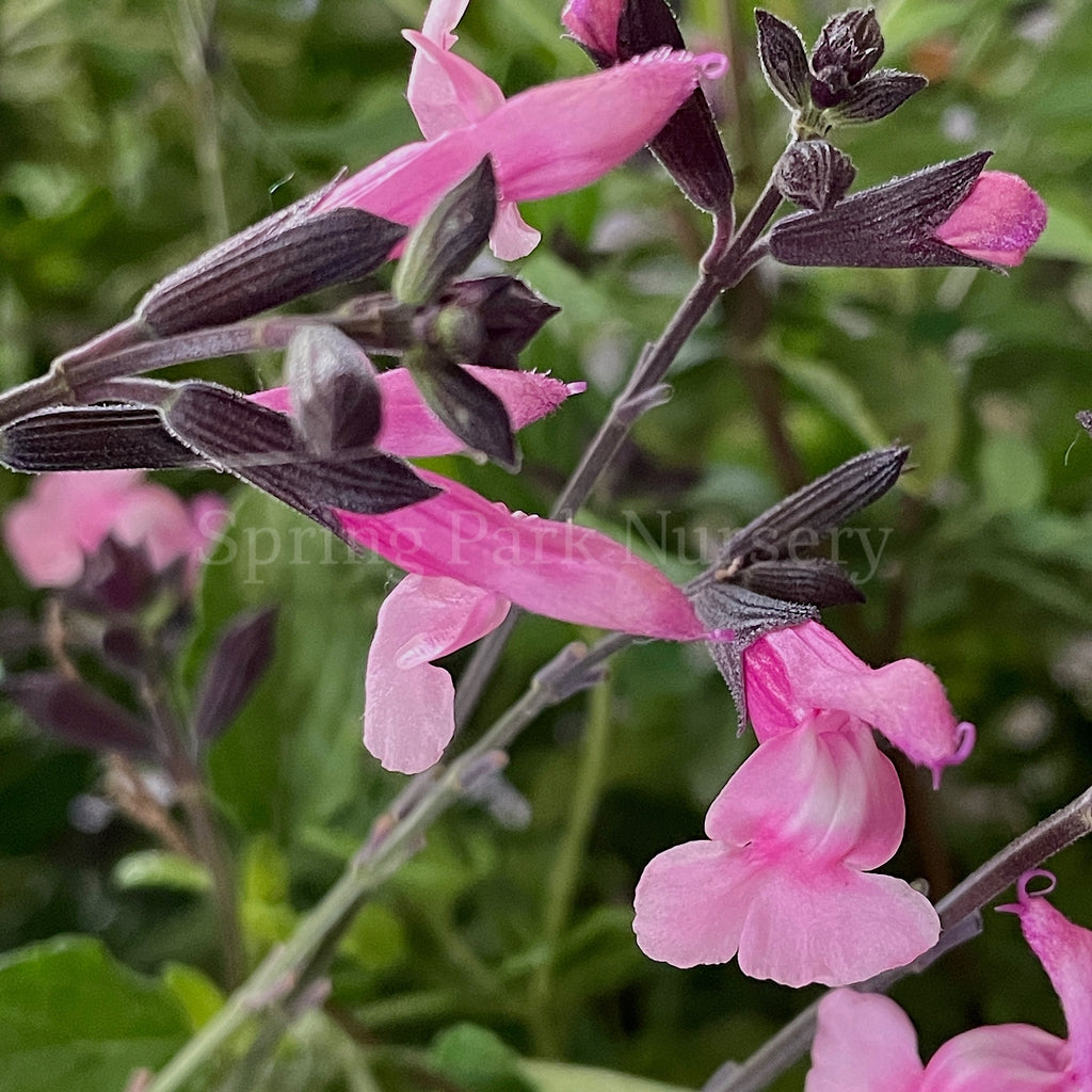 Salvia microphylla 'Angel Wings' [Sz:100 mm]