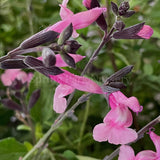 Salvia microphylla 'Angel Wings' [Sz:100 mm]