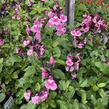 Salvia microphylla 'Angel Wings' [Sz:100 mm]