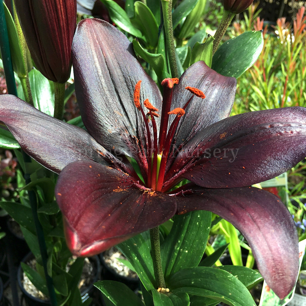 asiatic lily black charm Lilium 'Black Charm' – Spring Park Nursery