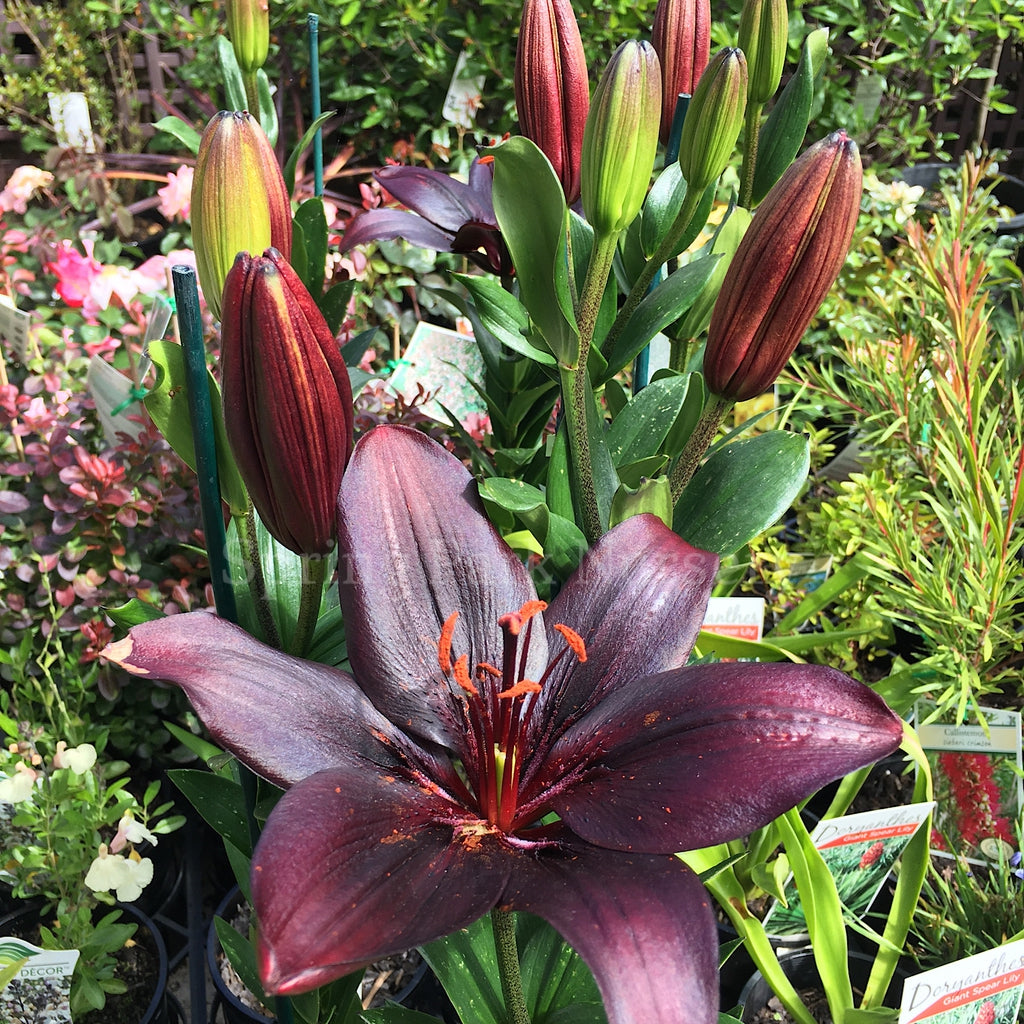 Lilium 'Black Charm' [Sz:100 mm]