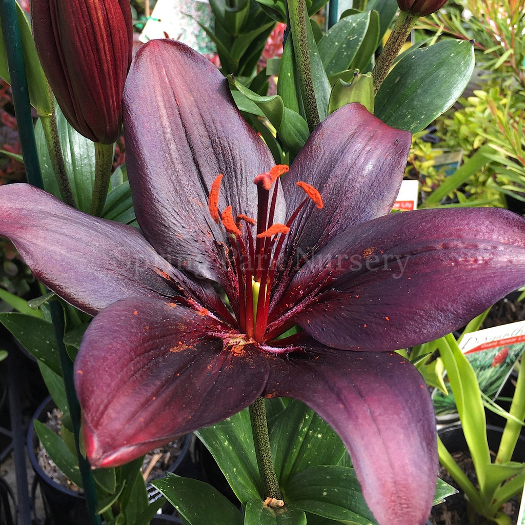 Lilium 'Black Charm' [Sz:100 mm]