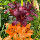 Lilium 'Black Charm' [Sz:100 mm]