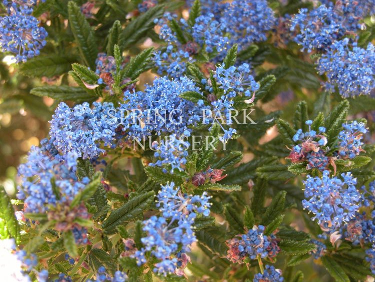 Ceanothus 'Blue Pacific' [Sz:100 mm]