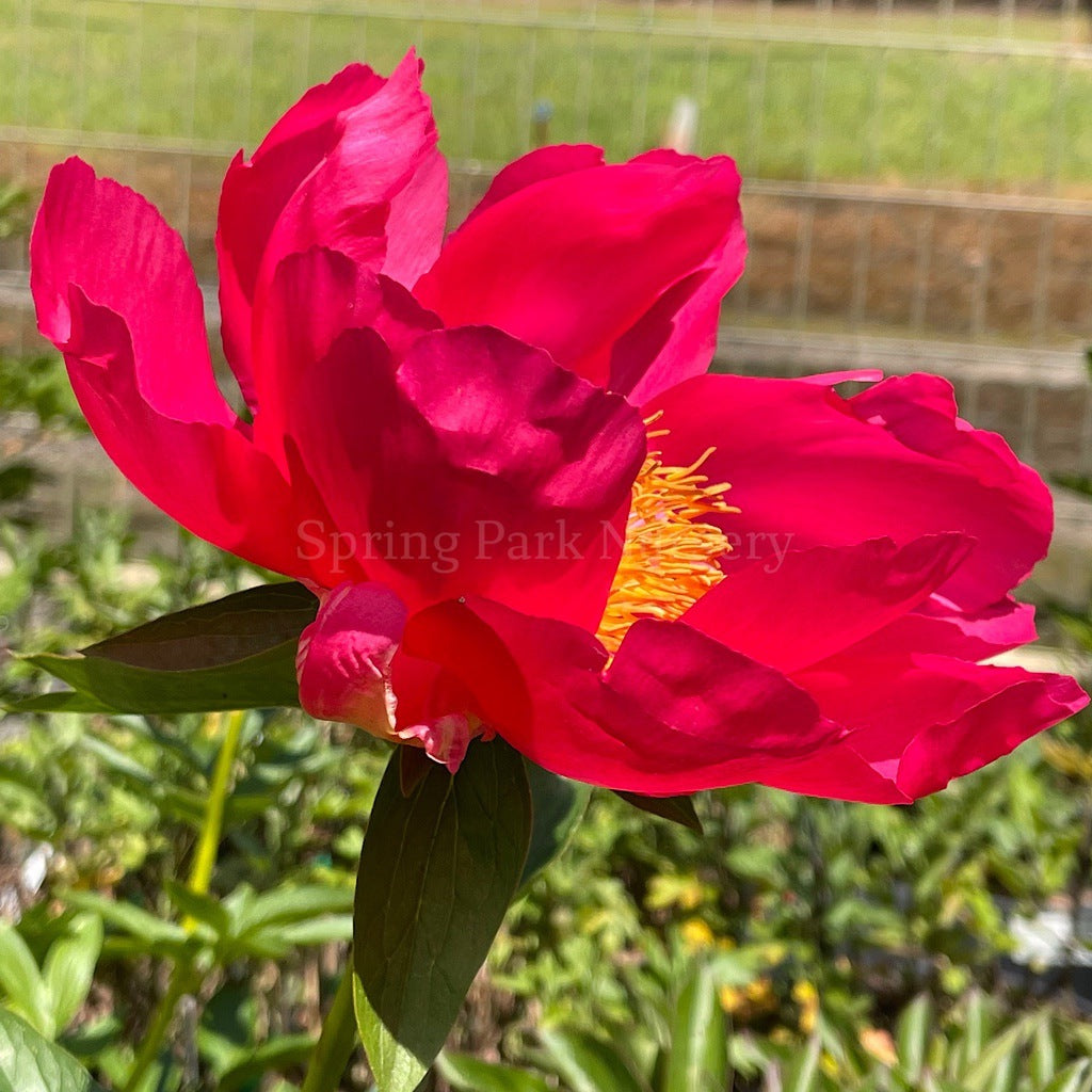 Herbaceous Peony 'Flame' [Sz:200 mm]