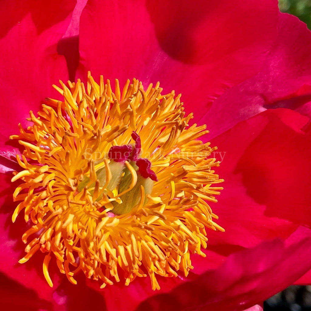 Herbaceous Peony 'Flame' [Sz:200 mm]