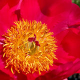 Herbaceous Peony 'Flame' [Sz:200 mm]