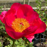 Herbaceous Peony 'Flame' [Sz:200 mm]