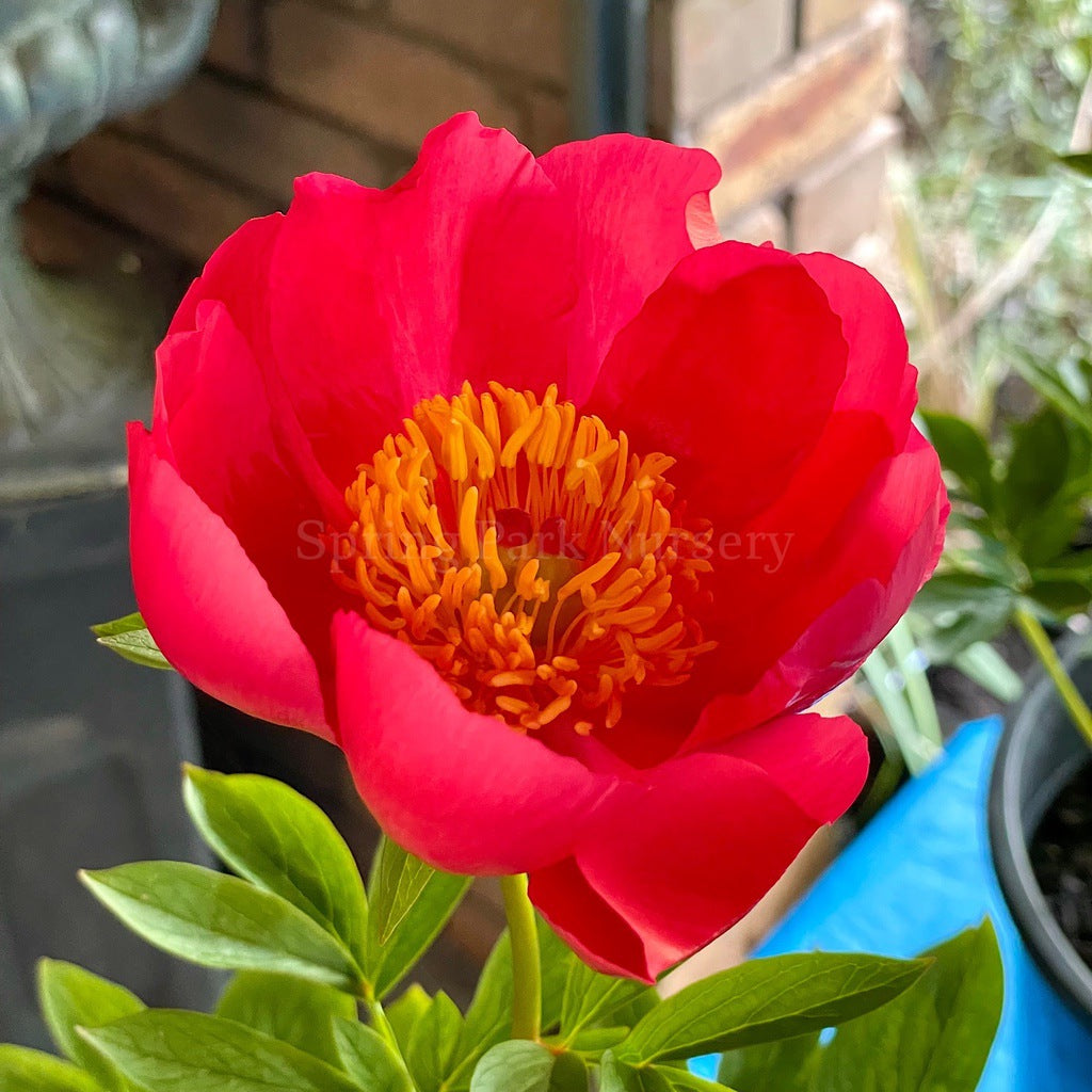 Herbaceous Peony 'Flame' [Sz:200 mm]