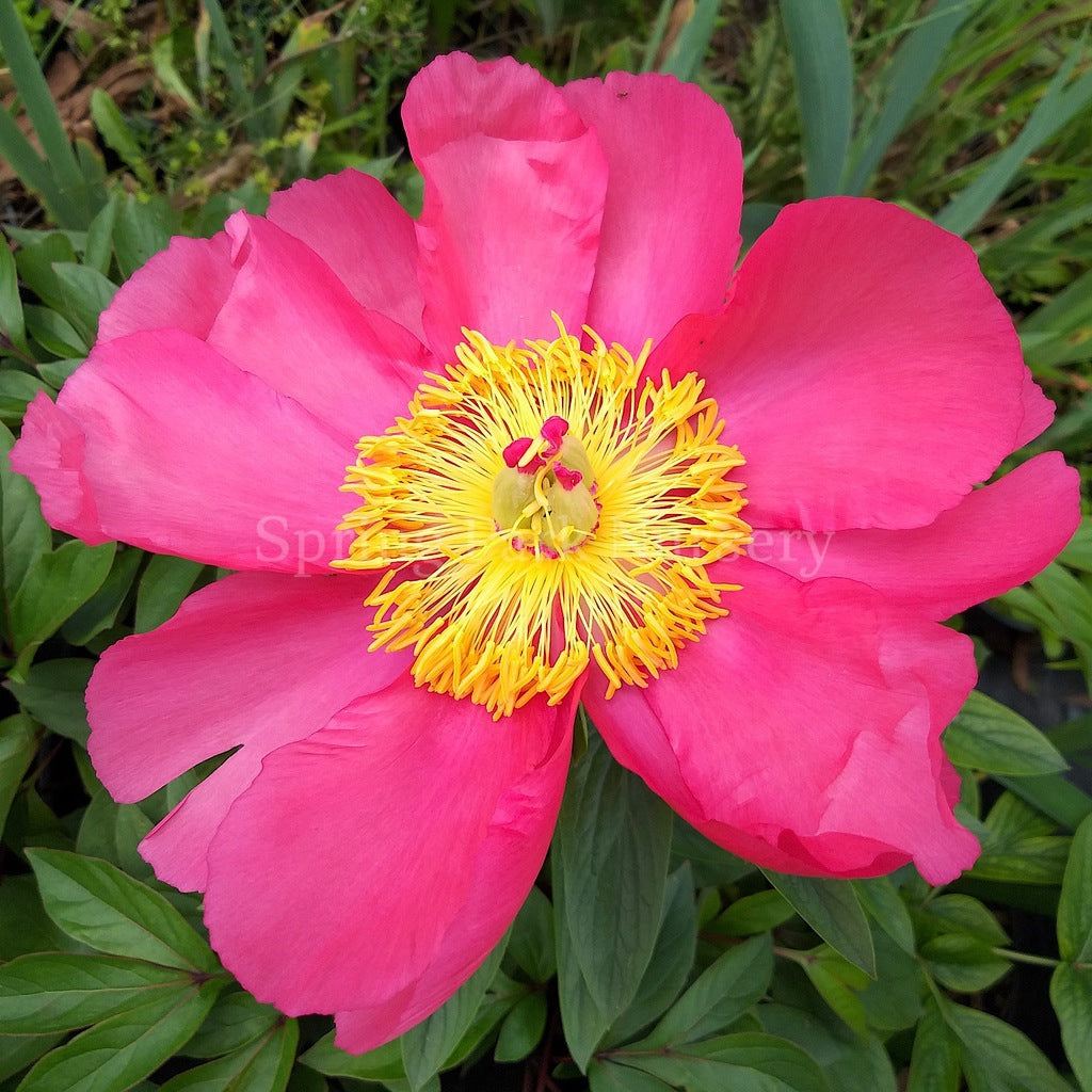 Herbaceous Peony 'Flame' [Sz:200 mm]