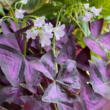 Oxalis triangularis [Sz:100 mm]