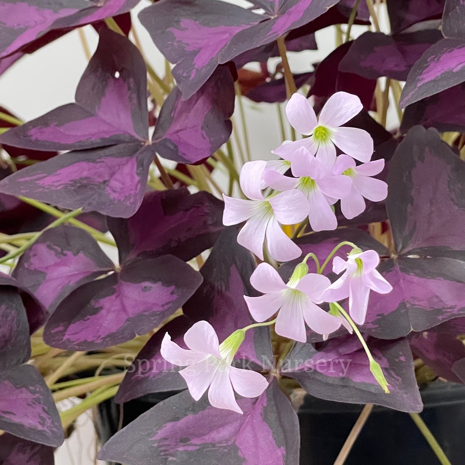 Oxalis triangularis [Sz:100 mm]